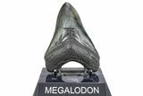 Serrated, Fossil Megalodon Tooth - South Carolina #362243-2